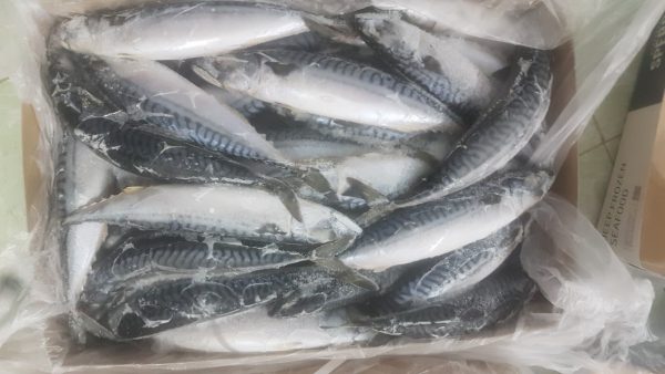 Norweigan Mackerel